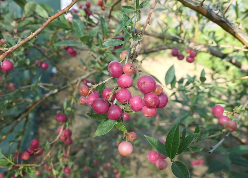 Pink Lemonade - borówka amerykańska - Pink Lemonade - Vaccinium corymbosum