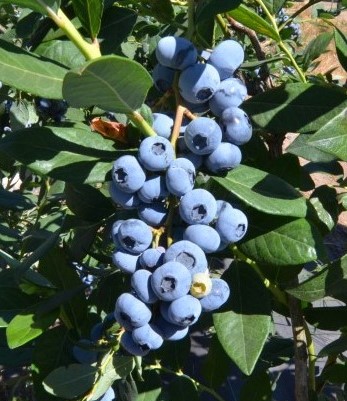 Calypso - borówka amerykańska - Calypso - Vaccinium corymbosum