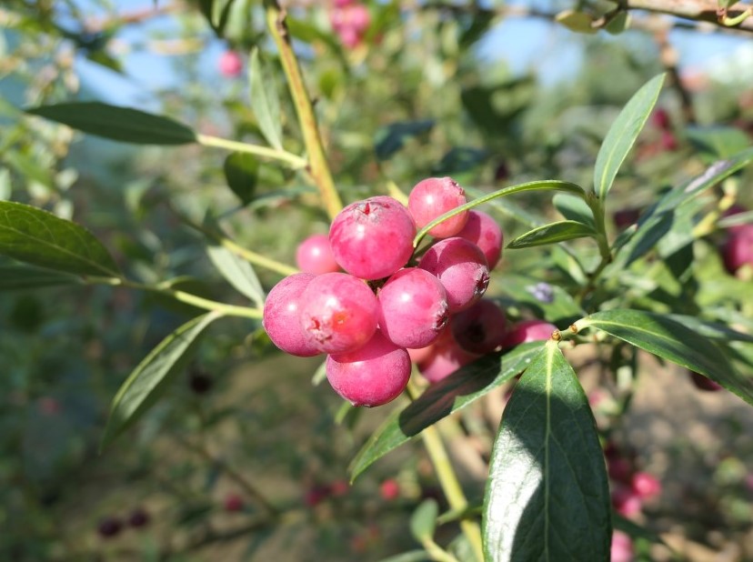 Pink Lemonade - borówka amerykańska - Pink Lemonade - Vaccinium corymbosum