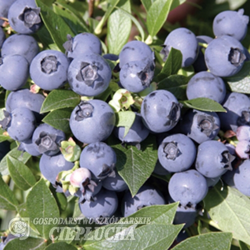 North Country - Half-high blueberry hybrid - North Country - Vaccinium angustifolium x Vaccinium corymbosum