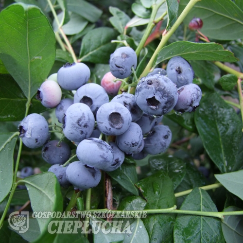 Sierra - Borówka amerykańska - Sierra - Vaccinium corymbosum