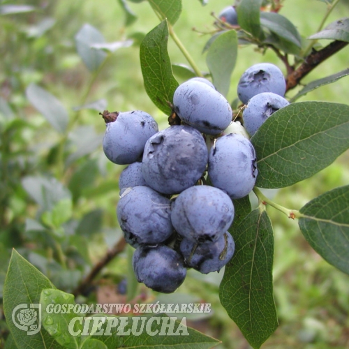 Bluecrop - Highbush blueberry - Bluecrop - Vaccinium corymbosum