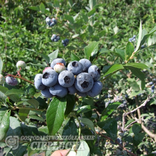 Darrow - borówka amerykańska - Darrow - Vaccinium corymbosum