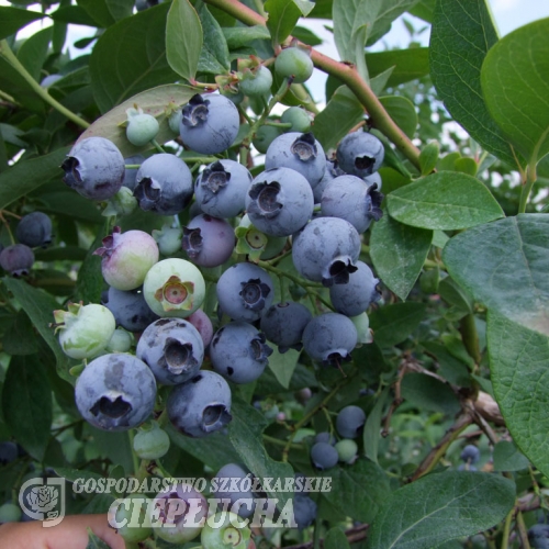 Bluejay - Highbush blueberry - Bluejay - Vaccinium corymbosum