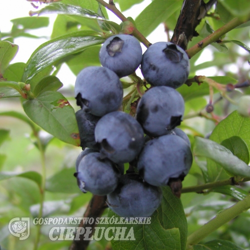 Spartan - Amerikanische Heidelbeere - Spartan - Vaccinium corymbosum