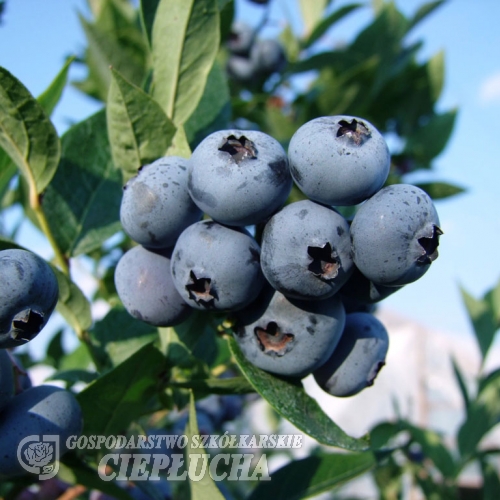 Brigitta - borówka amerykańska - Brigitta - Vaccinium corymbosum