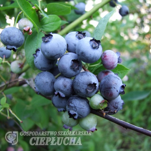 Toro - Голубика высокорослая - Toro - Vaccinium corymbosum