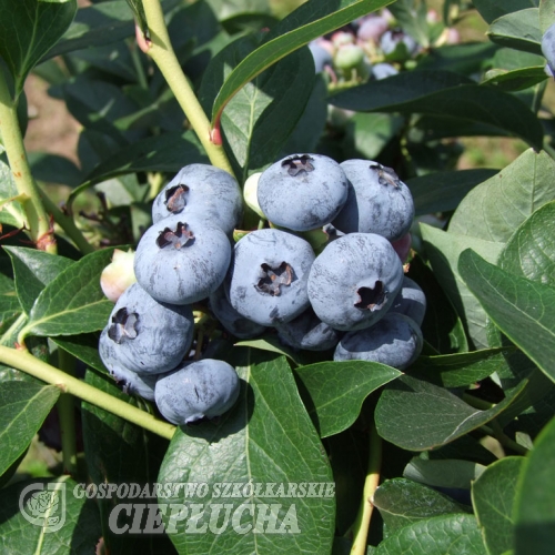 Chandler - Голубика высокорослая - Chandler - Vaccinium corymbosum