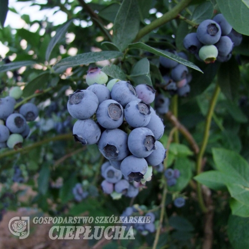 Earliblue - Highbush blueberry - Earliblue - Vaccinium corymbosum