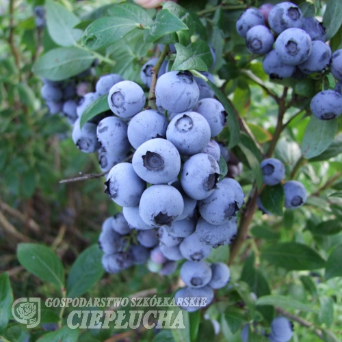 Duke - Amerikanische Heidelbeere - Duke - Vaccinium corymbosum