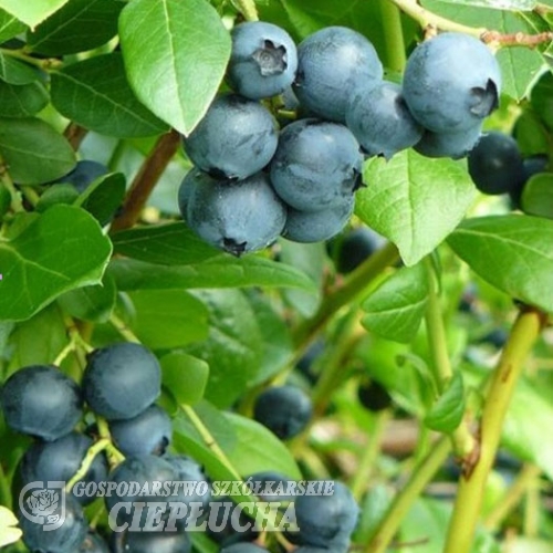 Alvar PBR - Голубика балконная - Alvar PBR - Vaccinium angustifolium x Vaccinium corymbosum