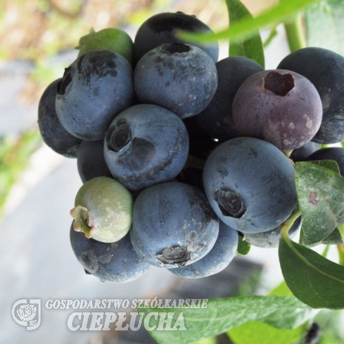 Bonifacy - highbush blueberry - Bonifacy - Vaccinium corymbosum