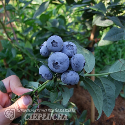 Bonus - Highbush blueberry - Bonus - Vaccinium corymbosum