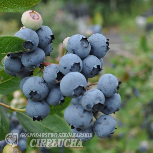 Jorma PBR - Patio Heidelbeere - Jorma PBR - Vaccinium  angustifolium x Vaccinium corymbosum