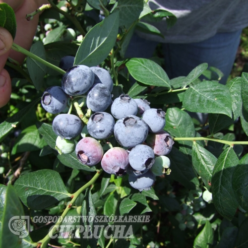 Aurora - Lizenzsorten Heidelbeere - Aurora -  Vaccinium corymbosum