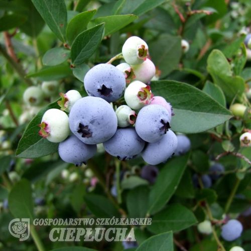 Liberty - Lizenzsorten Heidelbeere - Liberty  -  Vaccinium corymbosum