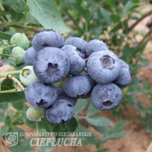 Chanticleer - Голубика высокорослая - Chanticleer - Vaccinium corymbosum