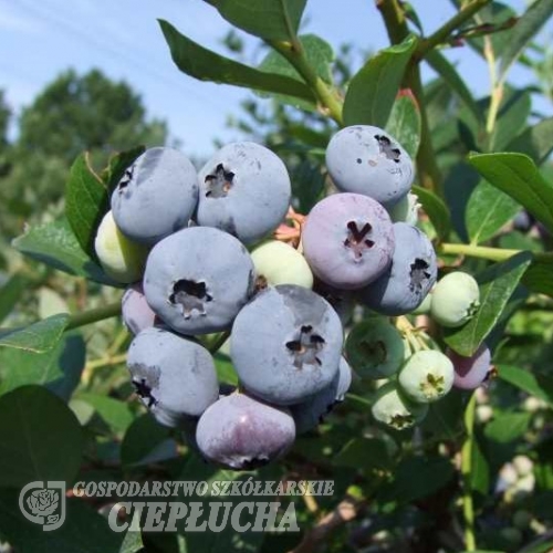 Elizabeth - Голубика высокорослая - Elizabeth - Vaccinium corymbosum