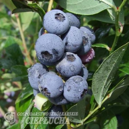 Goldtraube - Highbush blueberry - Goldtraube - Vaccinium corymbosum