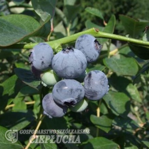 Nelson - Amerikanische Heidelbeere - Nelson - Vaccinium corymbosum