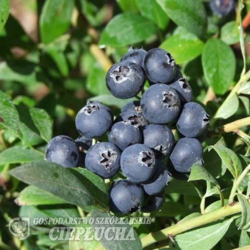 Aino PBR - Голубика балконная - Aino PBR - Vaccinium  angustifolium x Vaccinium corymbosum