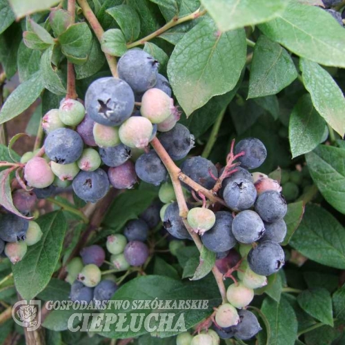 Arto PBR - Patio Heidelbeere - Arto PBR - Vaccinium  angustifolium x Vaccinium corymbosum