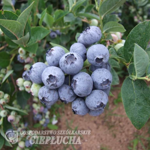 Bluegold - Голубика высокорослая - Bluegold - Vaccinium corymbosum