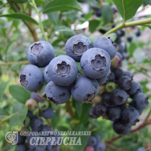 Bluetta - borówka amerykańska - Bluetta -  Vaccinium corymbosum