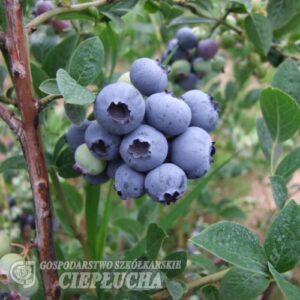 Hardyblue - Highbush blueberry - Hardyblue -  Vaccinium corymbosum