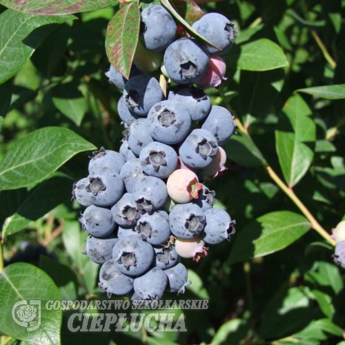 Meader - Highbush blueberry  - Meader - Vaccinium corymbosum