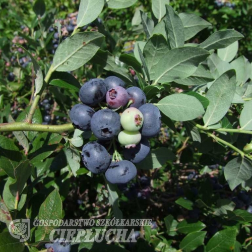 Northblue - borówka półwysoka - Northblue - Vaccinium angustifolium x Vaccinium corymbosum