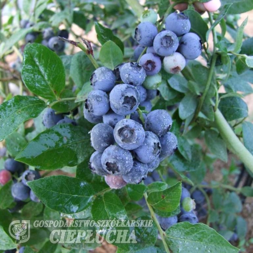 Northland - borówka półwysoka - Northland -Vaccinium corymbosum : Vaccinium ×covilleanum