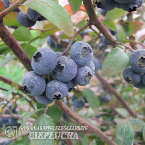 Elliott - Голубика высокорослая - Elliott - Vaccinium corymbosum