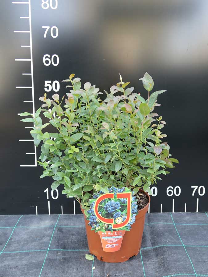 Alvar PBR - Patio blueberry - Alvar PBR - Vaccinium angustifolium x Vaccinium corymbosum