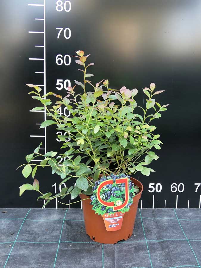 Arto PBR - Patio Heidelbeere - Arto PBR - Vaccinium  angustifolium x Vaccinium corymbosum