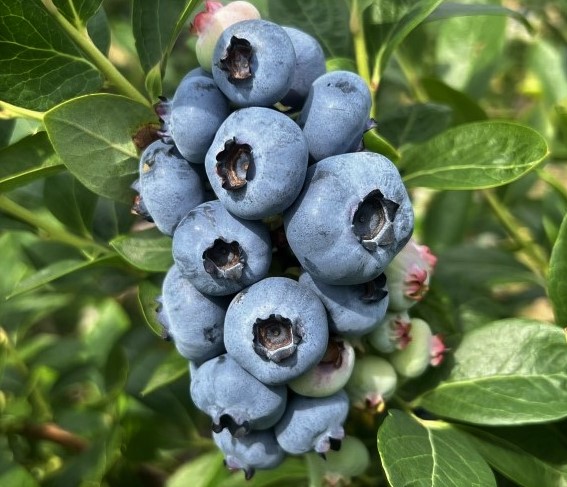 Chandler- borówka amerykańska - Chandler - Vaccinium corymbosum