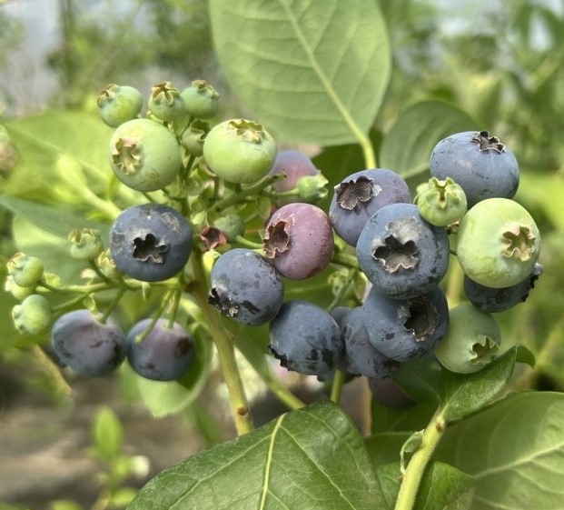 Patriot - borówka amerykańska - Patriot - Vaccinium corymbosum